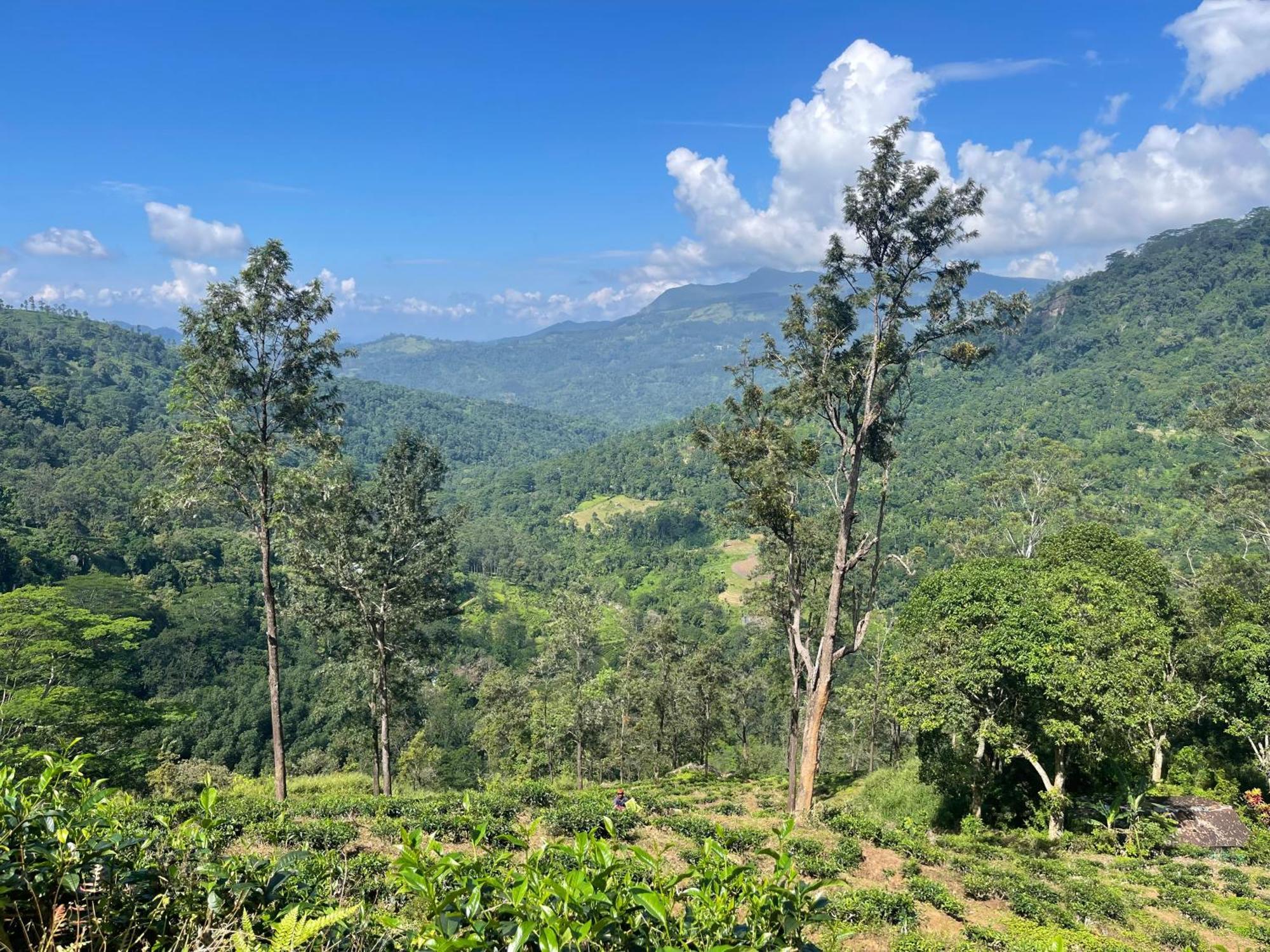 Eagles Lodge - Kandy Digana Eksteriør bilde